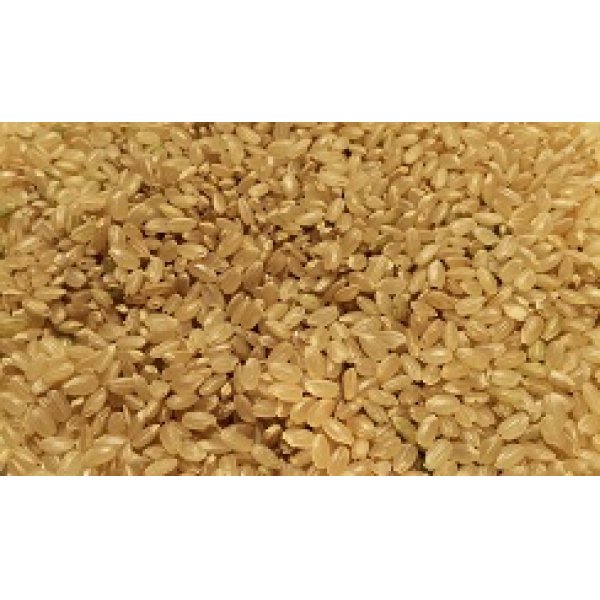 画像2: 無農薬無化学肥料栽培米　玄米2kg (2)